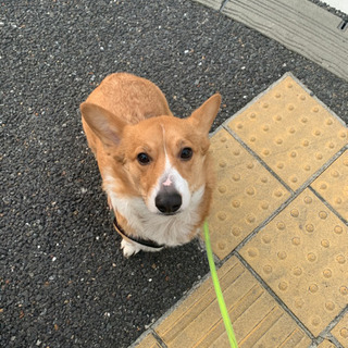 コーギー里親募集☆前回募集したのですが交渉中のかたとお話しが白紙...