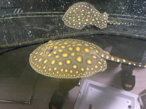 激安‼️淡水エイHB  20cm オス♂
