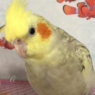 オカメインコが迷子になりました