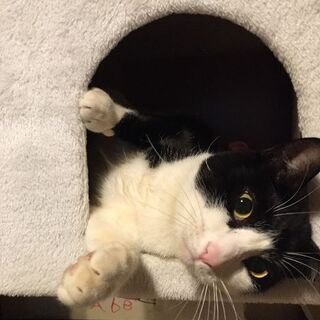迷い猫さがしています