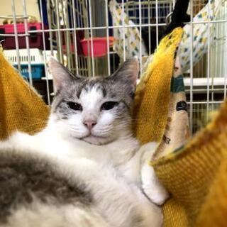 ふわふわクリンちゃん
