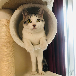 猫を探しています