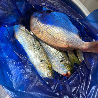 釣り友募集中！ - 広島市