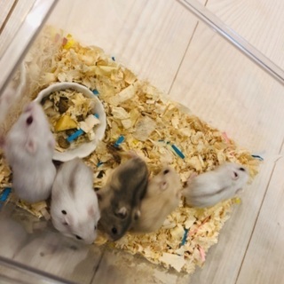 お問い合わせあり募集停止します