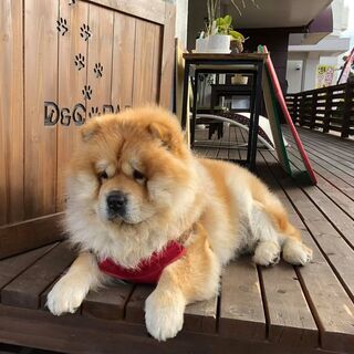 ドッグカフェ　スタッフ募集