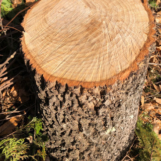 完売御礼☆の画像