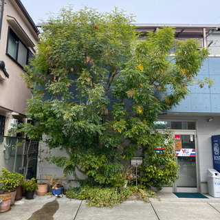 お庭、マンションの植木の管理でお困りではないですか？^ ^