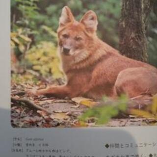 よこはまの動物園案内帖の画像