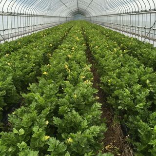 農業スタッフ募集！時給1100円〜の画像