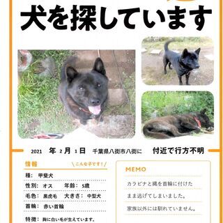 八街市八街に で迷子になっています｡赤い首輪の甲斐犬(黒虎毛)です｡