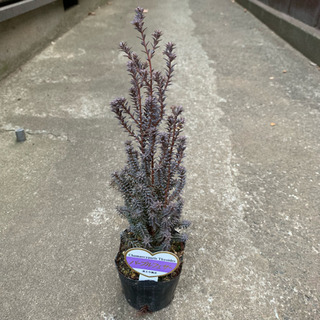 パープルフェザー コニファー 植物苗