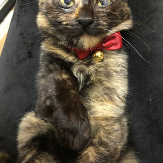 2〜3ヶ月のサビ柄の子猫ちゃん　里親様決定！