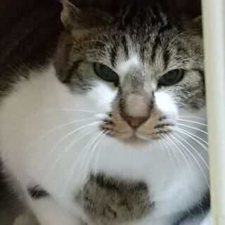 同郷の仲良し猫と二匹で迎えられました！きじ白金太郎