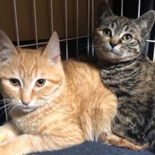 茶トラとサビ猫の兄妹で募集します。の画像