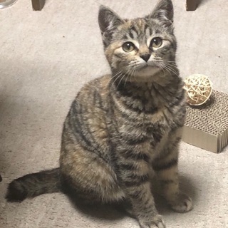 茶トラとサビ猫の兄妹で募集します。 − 石川県