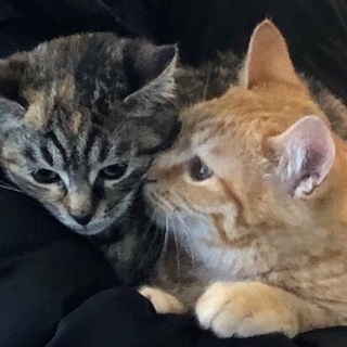 茶トラとサビ猫の兄妹で募集します。 - 金沢市