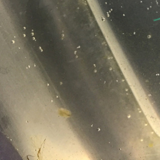 ミジンコ 青水 ゾウリムシの画像