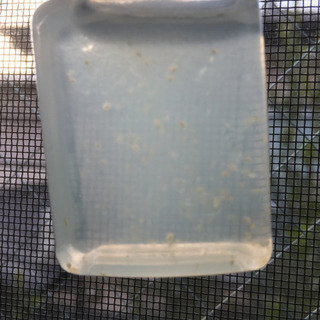 ミジンコ 青水 ゾウリムシの画像