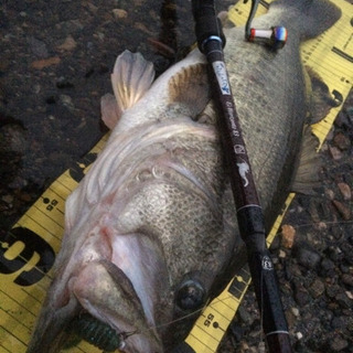 琵琶湖のオカッパリ、釣り好きな方おられますか？