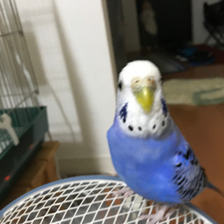 セキセイインコ　家出中