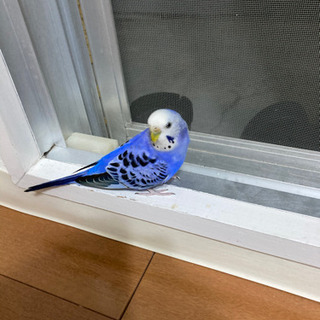 セキセイインコ　家出中 - 広島市