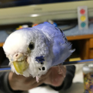 セキセイインコ　家出中 - 手伝って/助けて