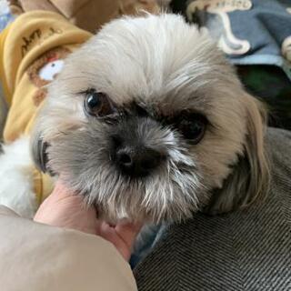 シーズーの福ちゃん！