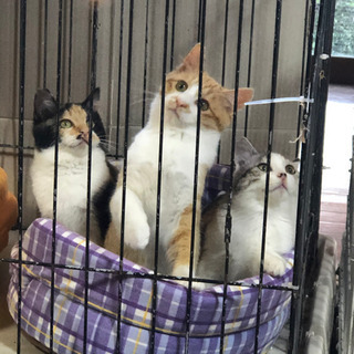 【里親募集❗】 4ヶ月位の子猫達 