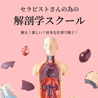 解る！楽しい！セラピストさんの為の解剖学スクールの画像
