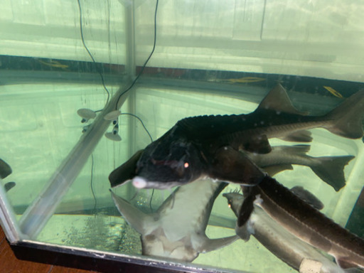 ベステルチョウザメ 約56㎝±直接引き取り限定埼玉県大里郡