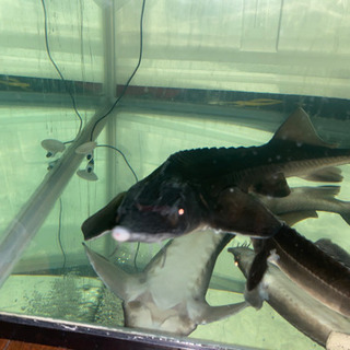 ベステルチョウザメ 約56㎝±直接引き取り限定埼玉県大里郡