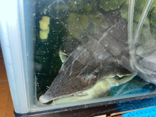 ベステルチョウザメ 約56㎝±直接引き取り限定埼玉県大里郡