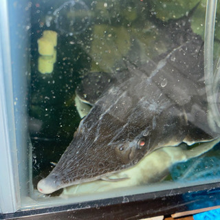 ベステルチョウザメ 約56㎝±直接引き取り限定埼玉県大里郡の画像