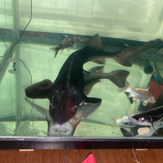 ベステルチョウザメ 約56㎝±直接引き取り限定埼玉県大里郡の画像