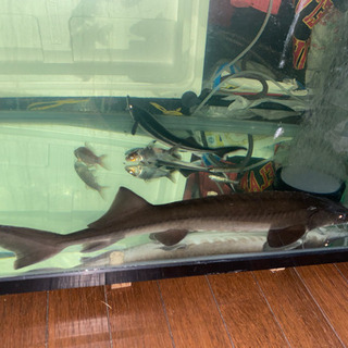 ベステルチョウザメ 約56㎝±直接引き取り限定埼玉県大里郡の画像