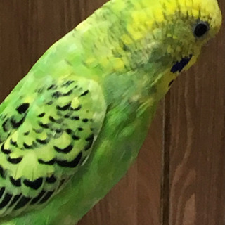 黄色いセキセイインコ探してます！！