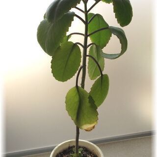 <<End of transaction>>【多肉植物】幸せのマ...