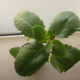 <<End of transaction>>【多肉植物】幸せのマザーリーフ三年物　草丈40～50cm(限定3株Ａ)の画像