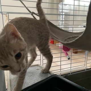 3ヶ月のオシキャット　女の子　随時お返事中