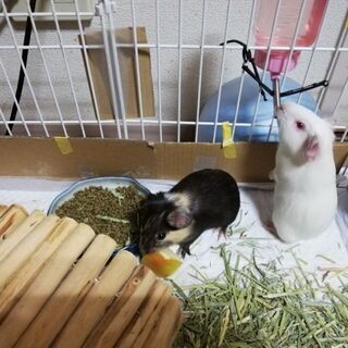 モルモット