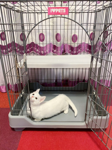 猫 2段ケージ 小さめサイズ