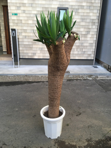 観葉植物　ユッカブランチ