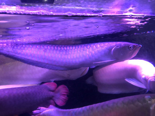 ブラックアロワナ約50センチ