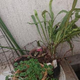 《お礼 :すべてお嫁入り出来ました》鉢植え植物差し上げます   ２月中に取りに来てくださる方のみの画像