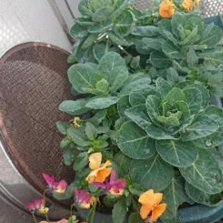 《お礼 :すべてお嫁入り出来ました》鉢植え植物差し上げます   ２月中に取りに来てくださる方のみの画像