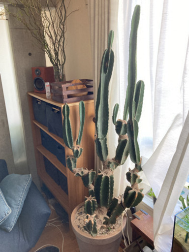 サボテン・ブランチ仕立て