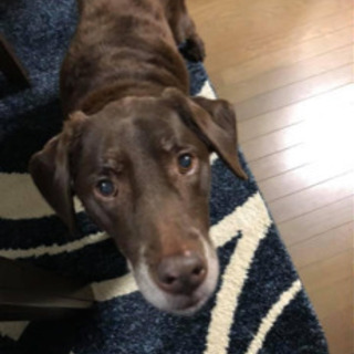 犬友 - 新潟市