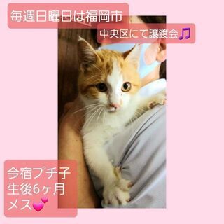 【お話中】毎週日曜日は福岡市中央区にて予約制の譲渡会🎵今宿プチ子