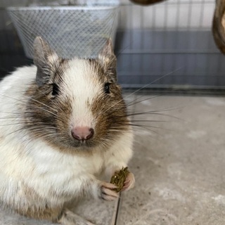 【募集停止中】デグー(オス)2匹★アグーチ&パイド