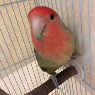 小桜インコ